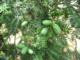Torreya grandis